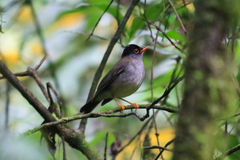 Catharus mexicanus
