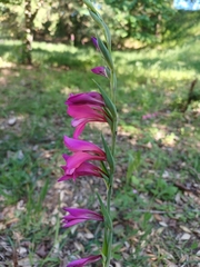 Gladiolus illyricus