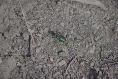Cicindela decemnotata