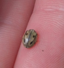 Mulsantina hudsonica