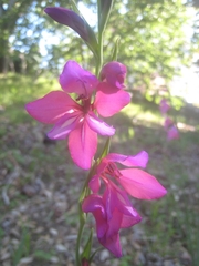 Gladiolus illyricus