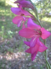 Gladiolus illyricus
