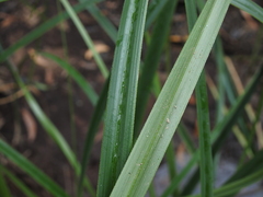 Cyperus lucidus