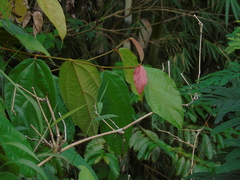 Magnoliopsida