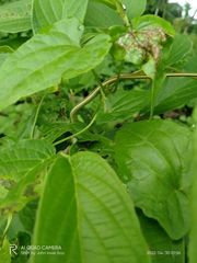 Dendrelaphis