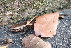 Ateuchosaurus chinensis