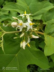 Solanum torvum