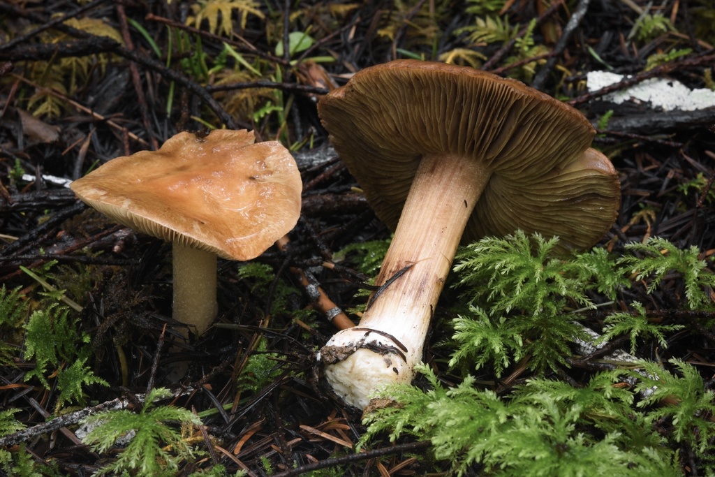 Inocybe praecox
