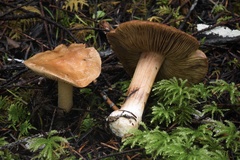 Inocybe praecox