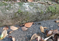 Ateuchosaurus chinensis