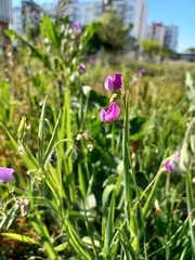 Lathyrus hirsutus