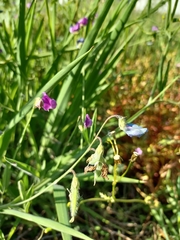 Lathyrus hirsutus