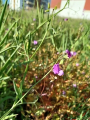 Lathyrus hirsutus