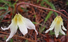 Erythronium citrinum