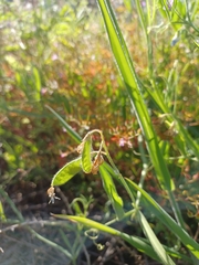 Lathyrus hirsutus