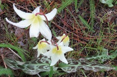 Erythronium citrinum