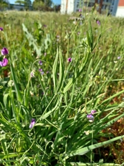 Lathyrus hirsutus