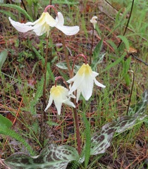 Erythronium citrinum