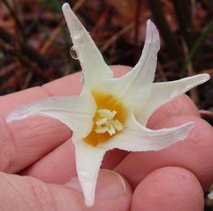 Erythronium citrinum