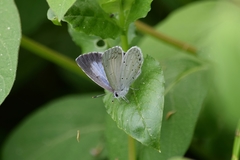 Celastrina argiolus
