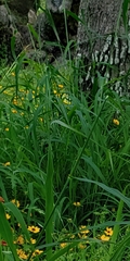 Sorghinae