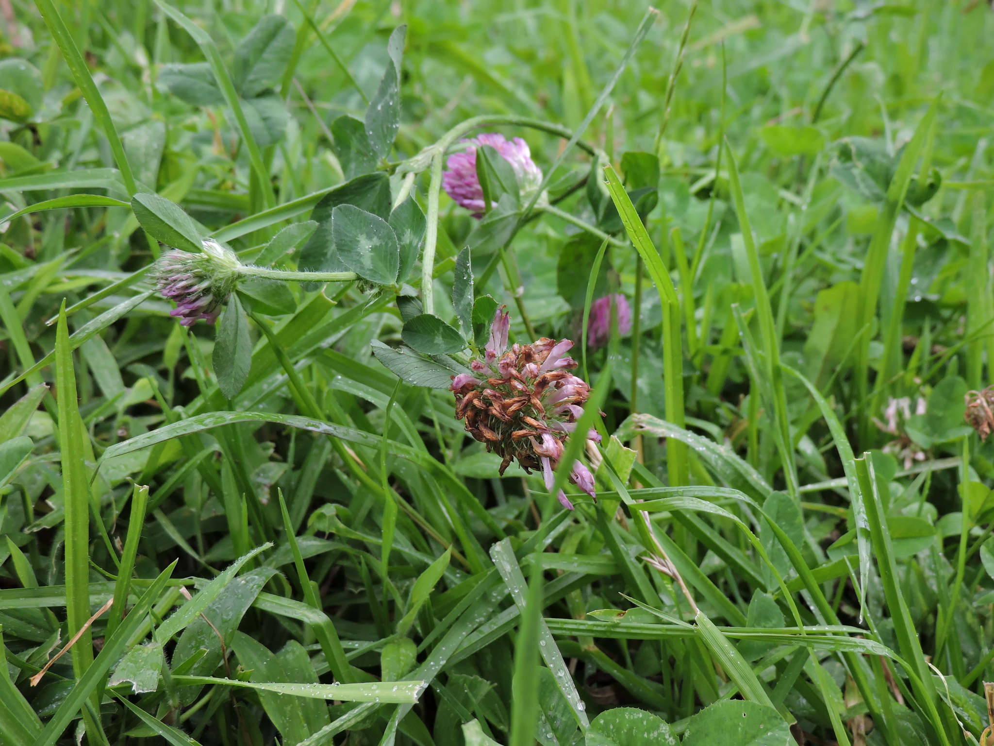 Trifolium pratense image