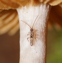Paronellidae