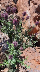 Nepeta trachonitica