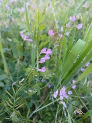 Vicia parviflora