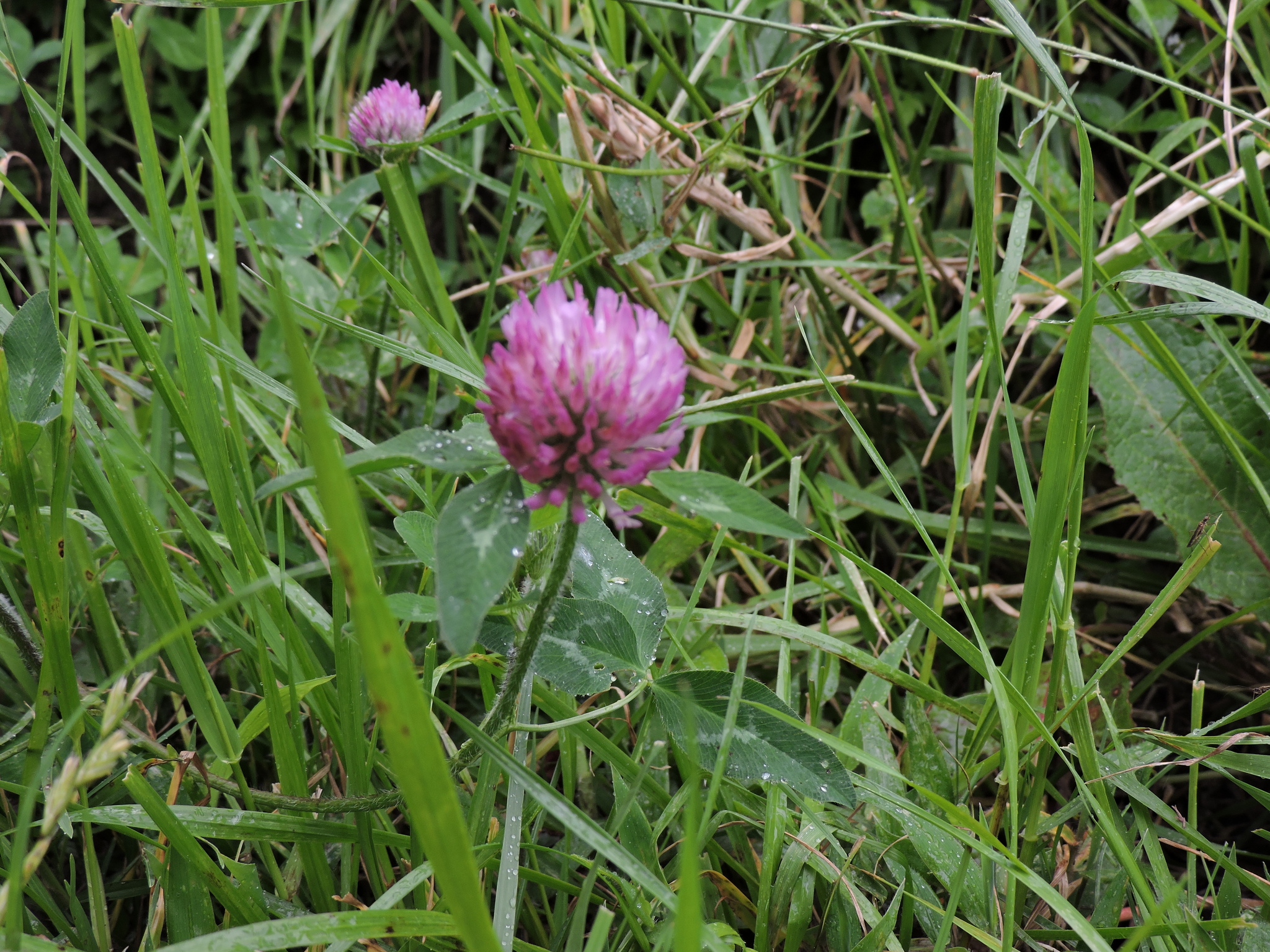 Trifolium pratense image