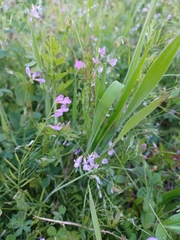 Vicia parviflora