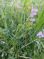Vicia parviflora