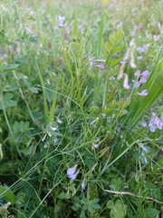 Vicia parviflora