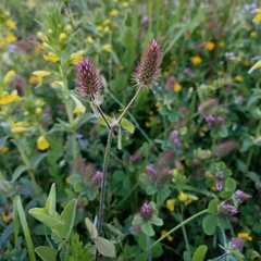 Trifolium ligusticum