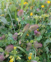 Trifolium ligusticum