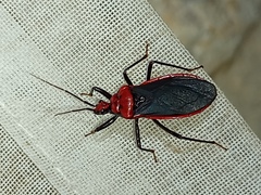 Rhiginia cinctiventris