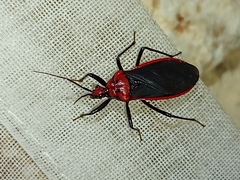 Rhiginia cinctiventris