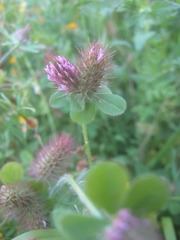 Trifolium ligusticum