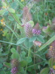 Trifolium ligusticum
