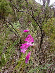 Gladiolus palustris
