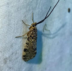 Banksiola concatenata