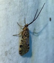 Banksiola concatenata