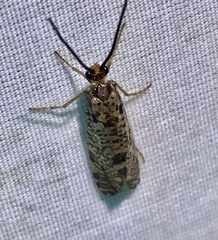 Banksiola concatenata