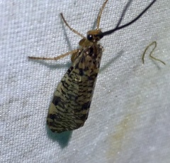 Banksiola concatenata