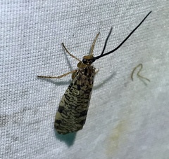 Banksiola concatenata