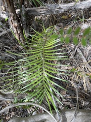 Zamia portoricensis