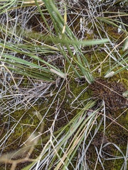 Lomandra effusa
