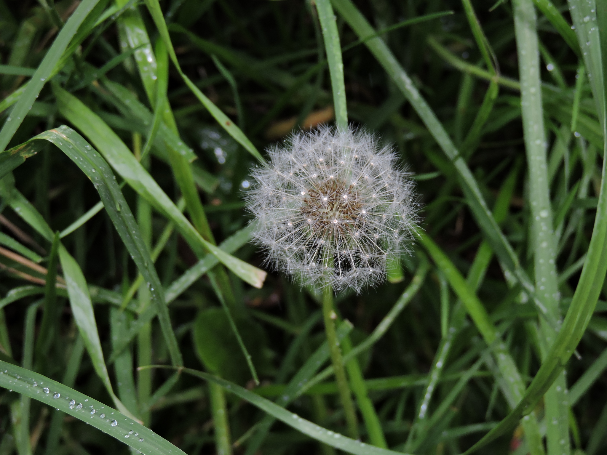 Taraxacum officinale image