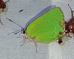 Cyanophrys miserabilis