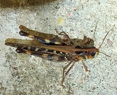 Rhammatocerus viatorius